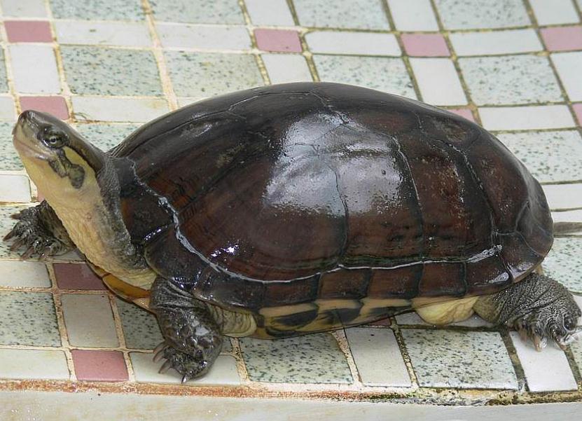 金线龟寿命多长