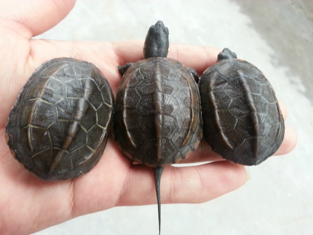 中华草龟快速分公母
