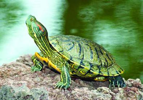 巴西龟冬天怎么养放多少水