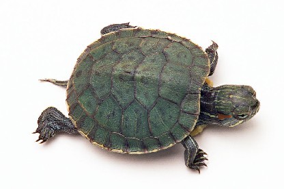 巴西龟太胆小怎么办
