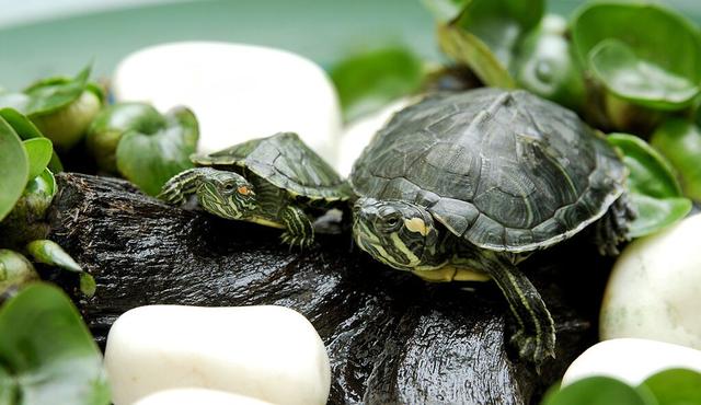巴西龟怎么养不长大