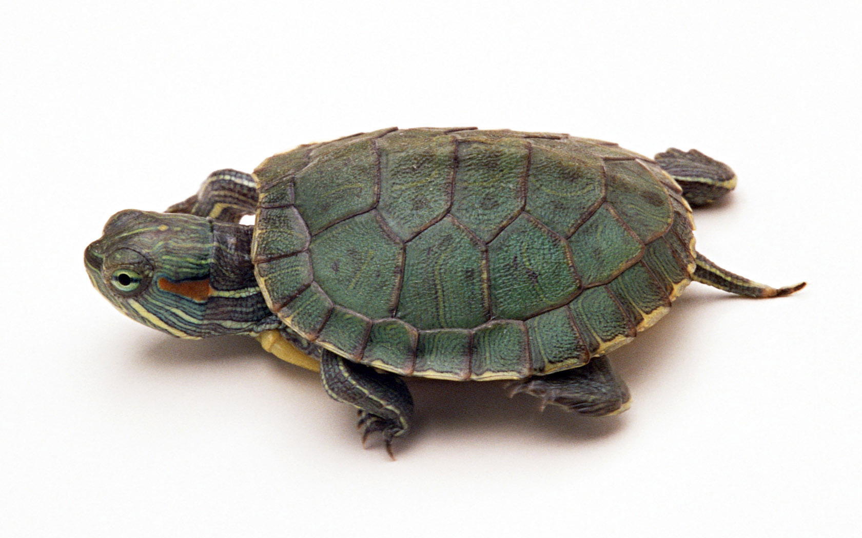 巴西龟多长时间能饿死