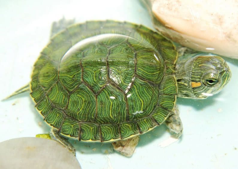 巴西龟公母怎么区分