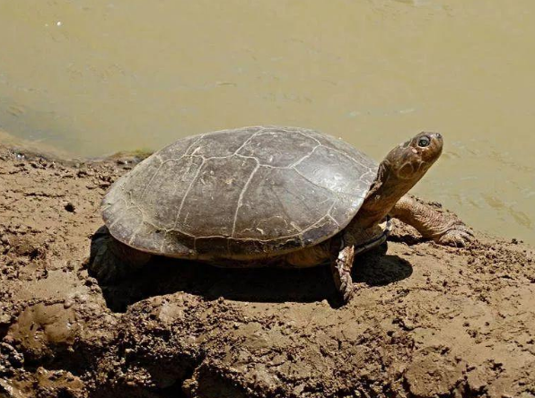 巨型侧颈龟能长多大