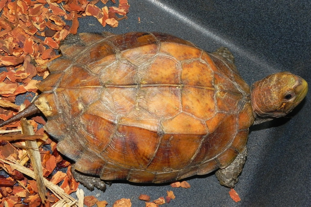 八角龟可以水养吗