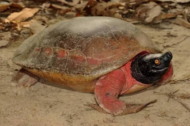 牙买加彩龟多少钱一只