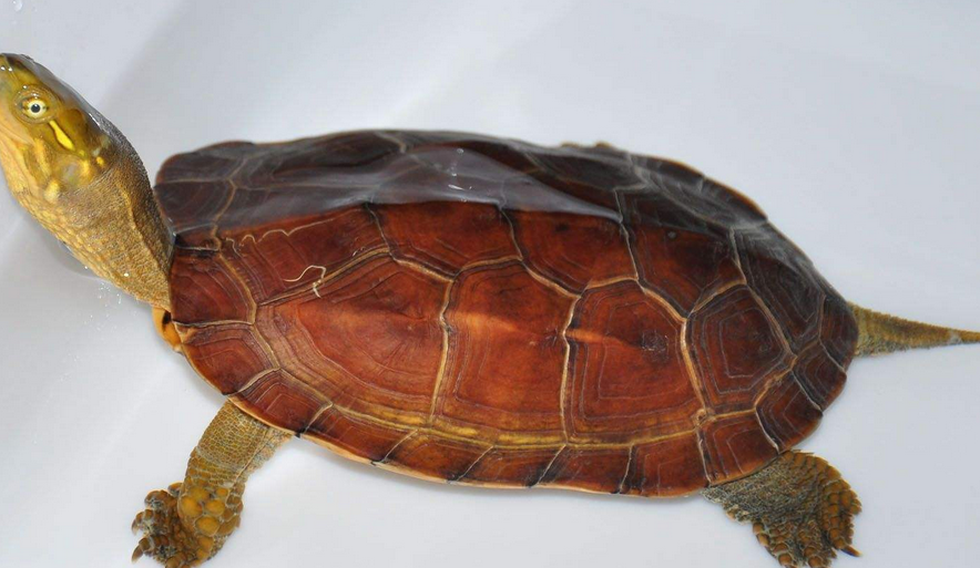 腊戍拟水龟可以繁殖吗