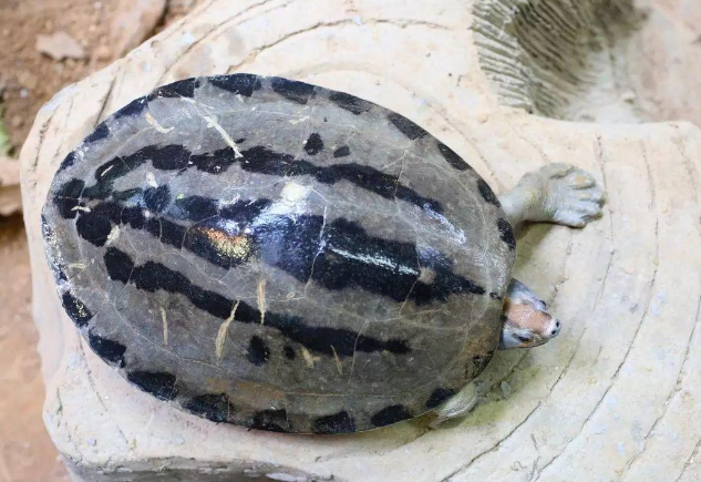 西瓜龟多少钱一只