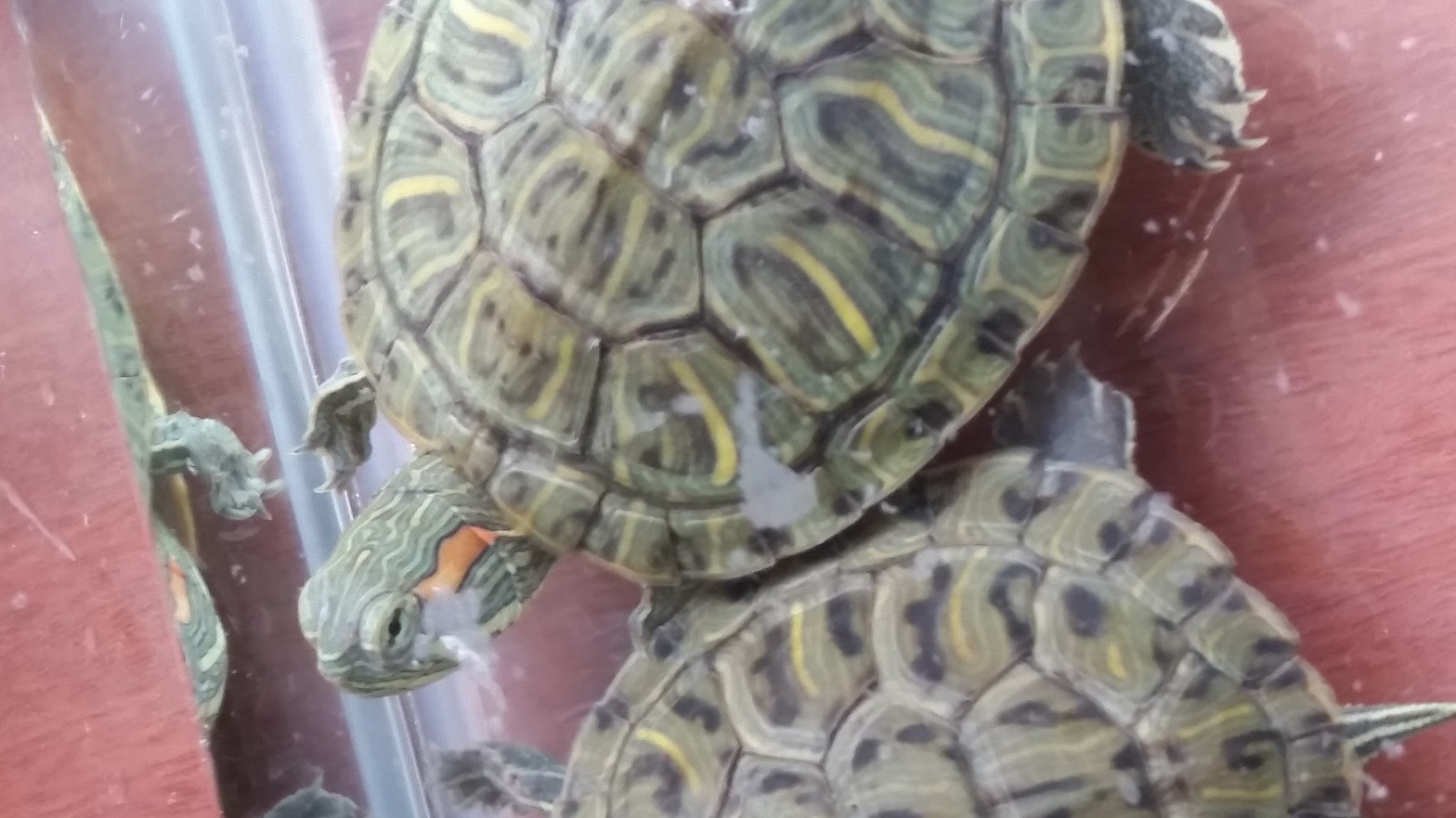 斑彩龟和魔眼巴西龟区别