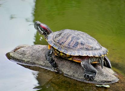 斑彩龟可以和什么鱼一起养