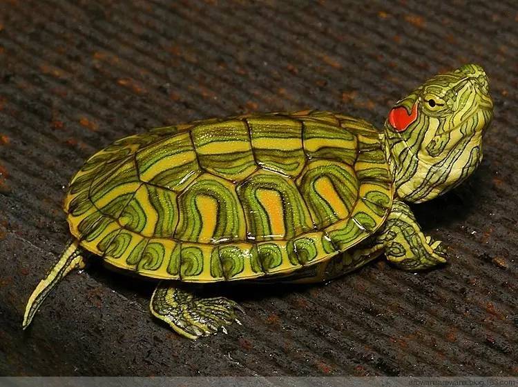 红耳龟与斑彩龟区别