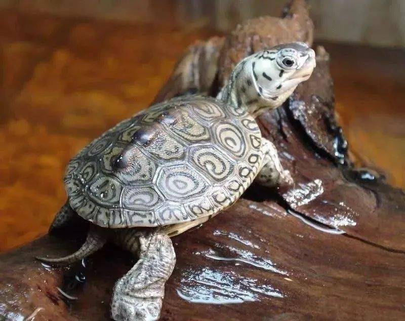 斑彩龟寿命多长