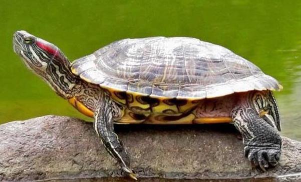 斑彩龟能长多大