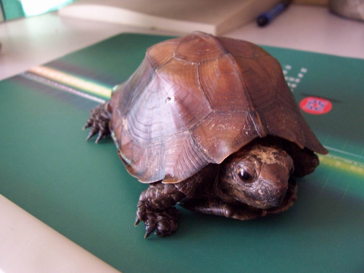 条颈摄龟能长多大多重