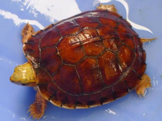 百色闭壳龟是保护动物吗