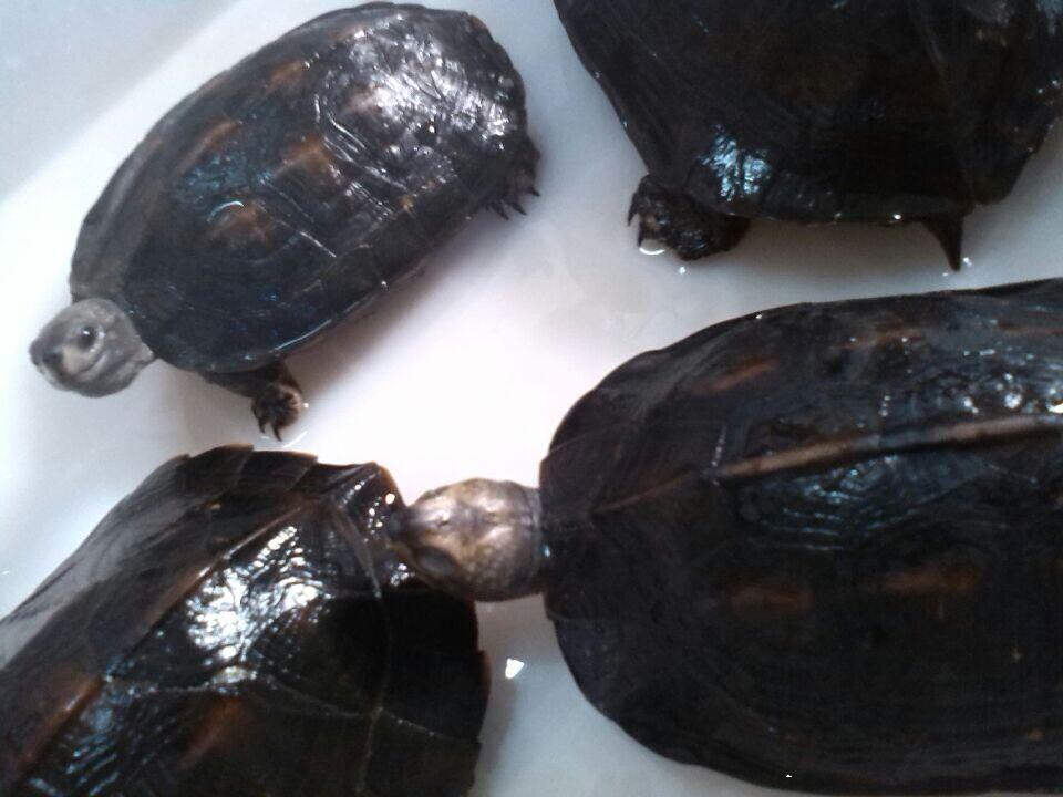 缅甸黑山龟怎么养