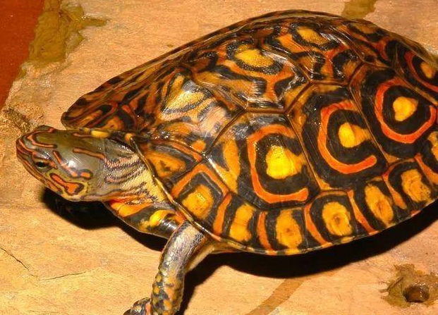 哥斯达黎加木纹龟几级保护动物