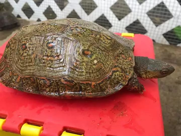 哥斯达黎加木纹龟多少钱一只