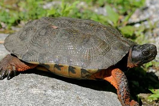 木雕水龟能活多久