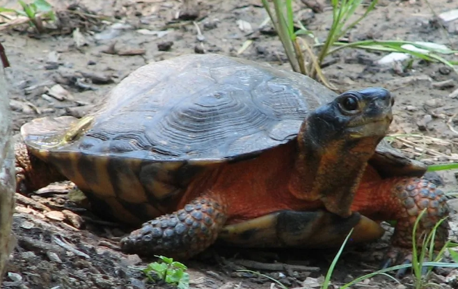 木雕水龟的寿命