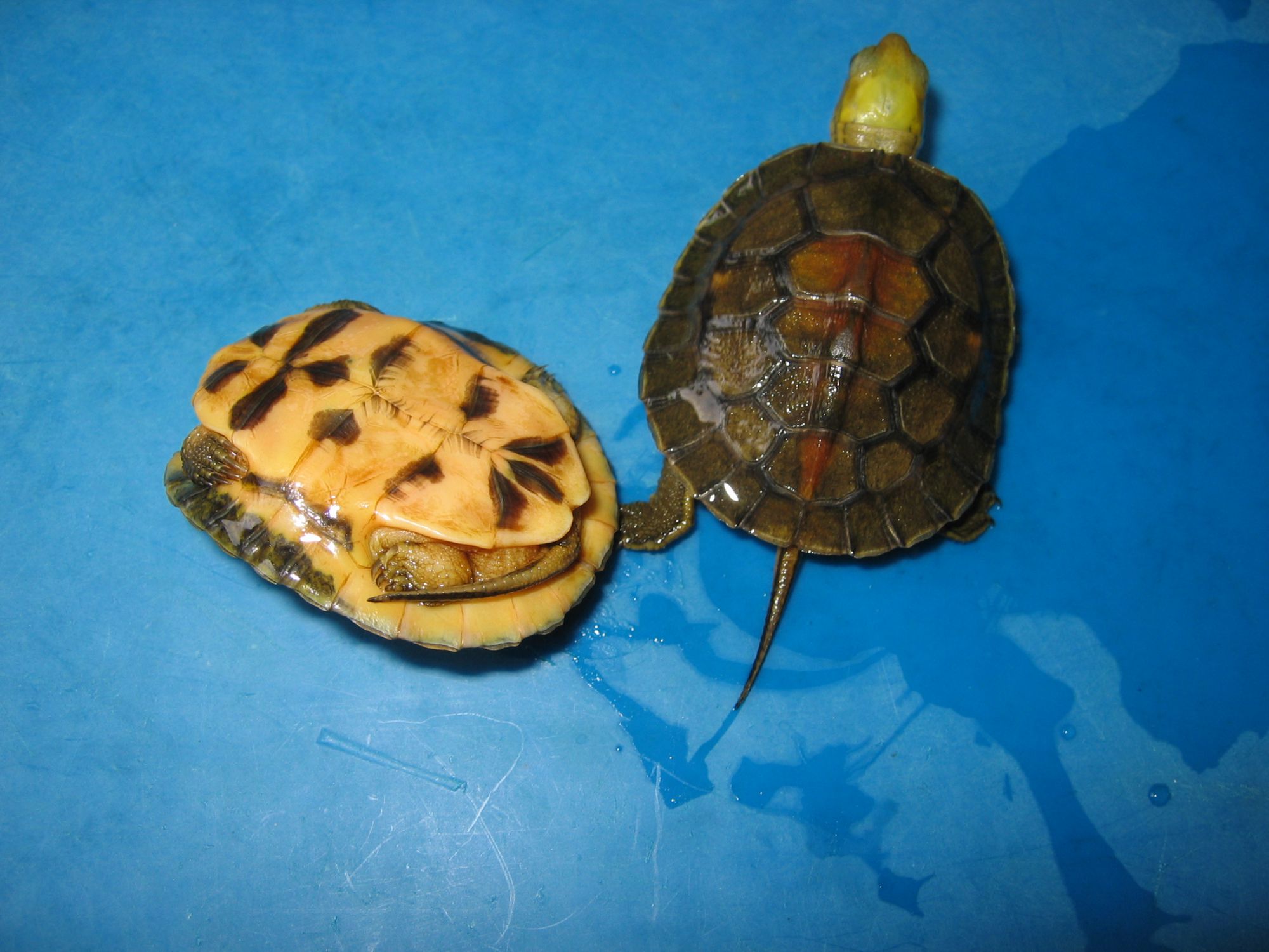 金头闭壳龟是保护动物吗