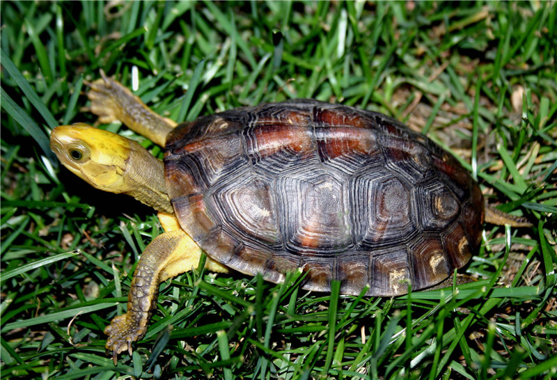 金头闭壳龟是水龟吗