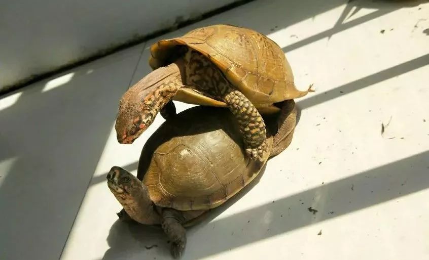 三趾箱龟公母区分