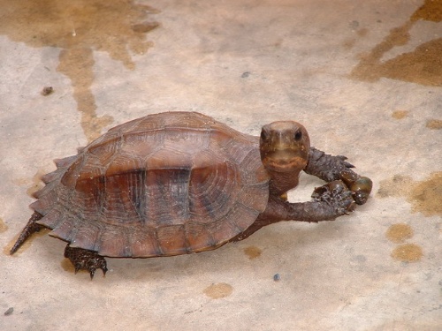 锯缘摄龟能活多久