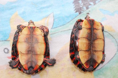 洪都拉斯木纹龟价格