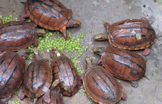 金钱龟是深水龟还是浅水龟