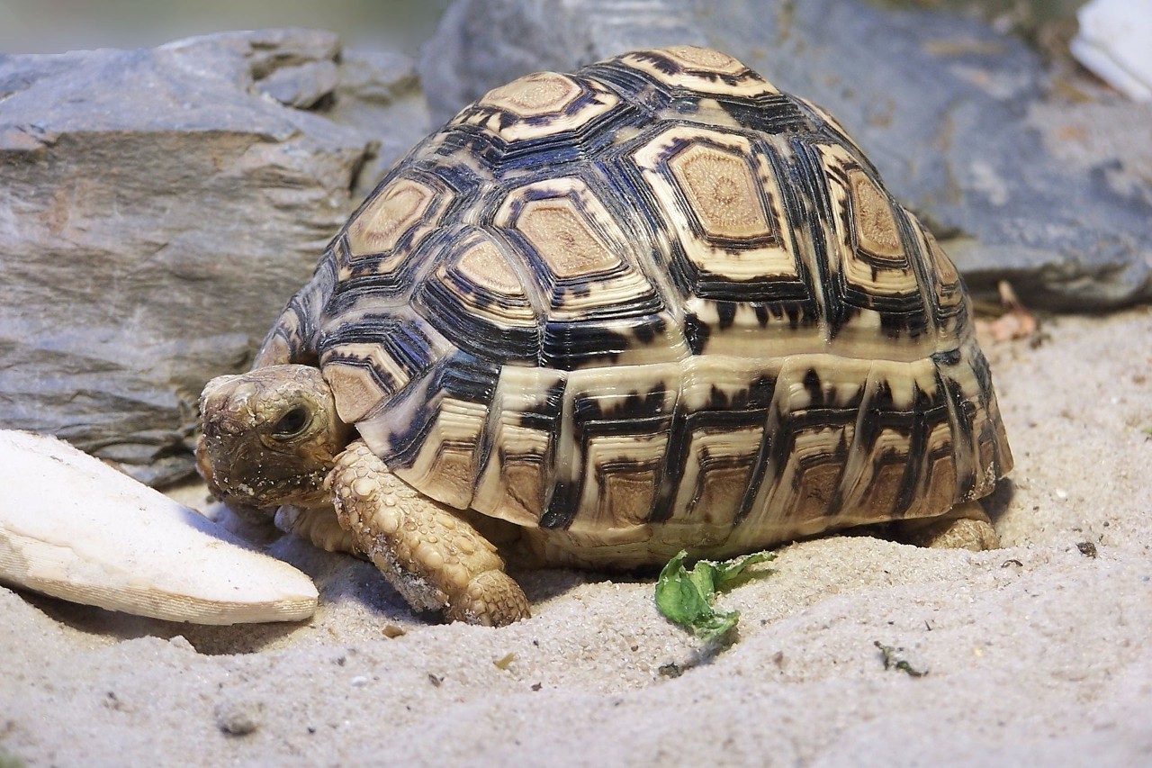 帐篷陆龟是几级保护动物