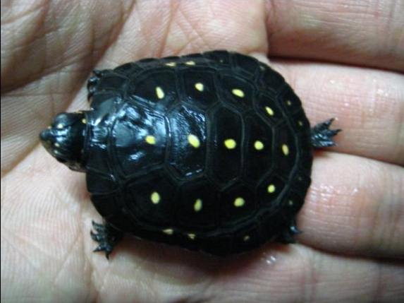 星点水龟能活多久