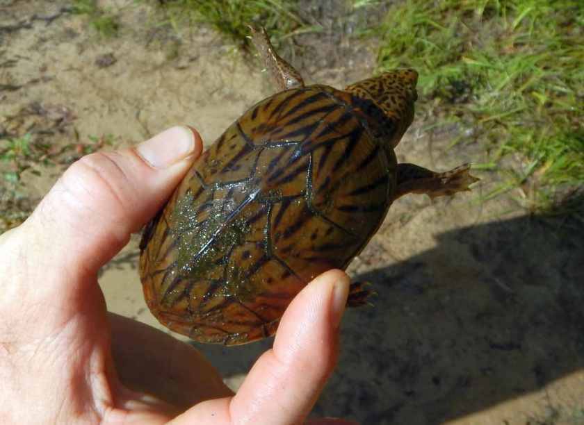 动胸龟属是高度水栖龟吗