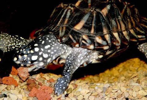 斑点龟和麝香能一起养吗