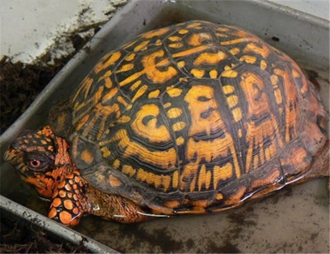 海岸箱龟饲养方法
