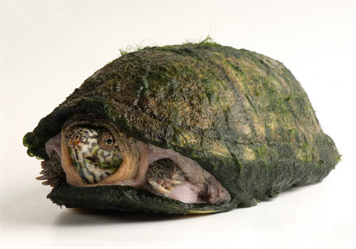 阿拉莫泥龟多少钱