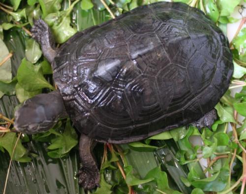 安南龟是深水龟吗