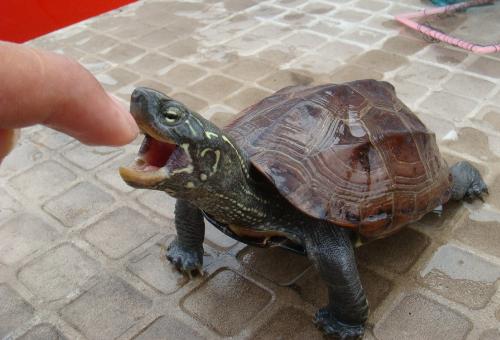 中美洲河龟怎么养