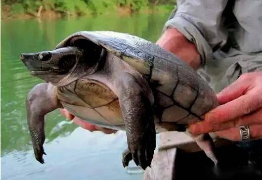 中美洲河龟能活多少年