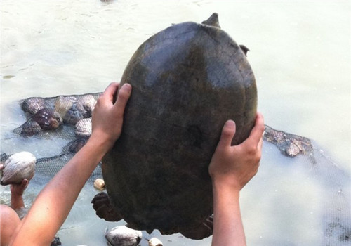 中美洲河龟需要加温吗