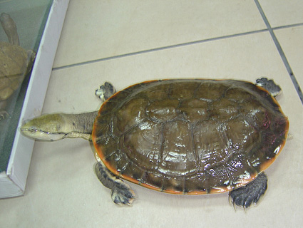 希氏蟾龟是保护动物吗