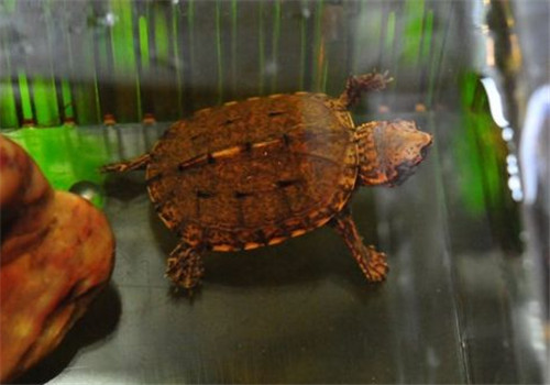 斑纹泥龟和虎纹泥龟区别