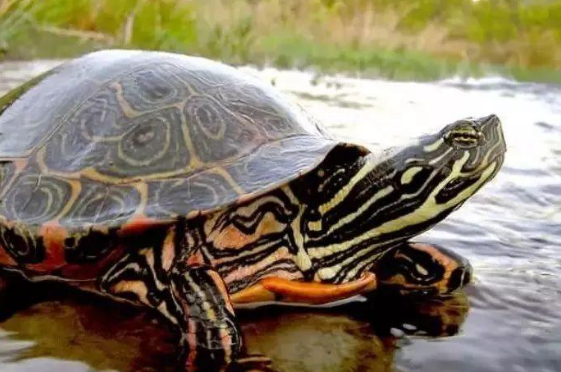 大河甜甜圈龟是深水龟吗