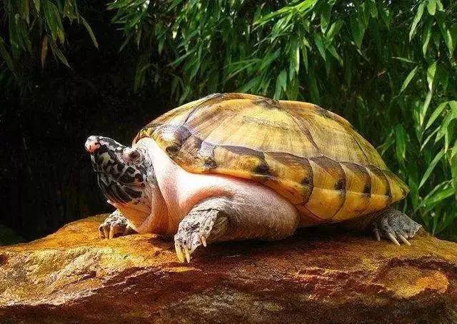 西非侧颈龟需要加热吗