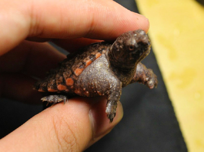 鳄龟能用海水养吗