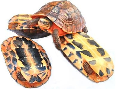 艾氏拟水龟是不是保护动物