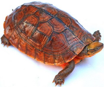 艾氏拟水龟是保护动物吗