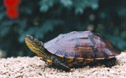 艾氏拟水龟与黄喉拟水龟区别