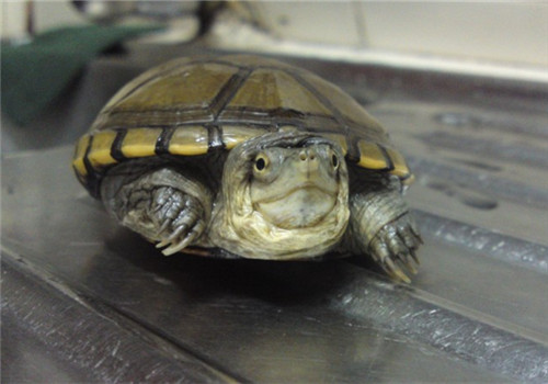 黄泥龟是动胸龟吗