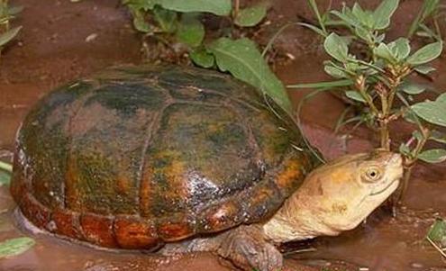 黄泥龟可以深水养吗